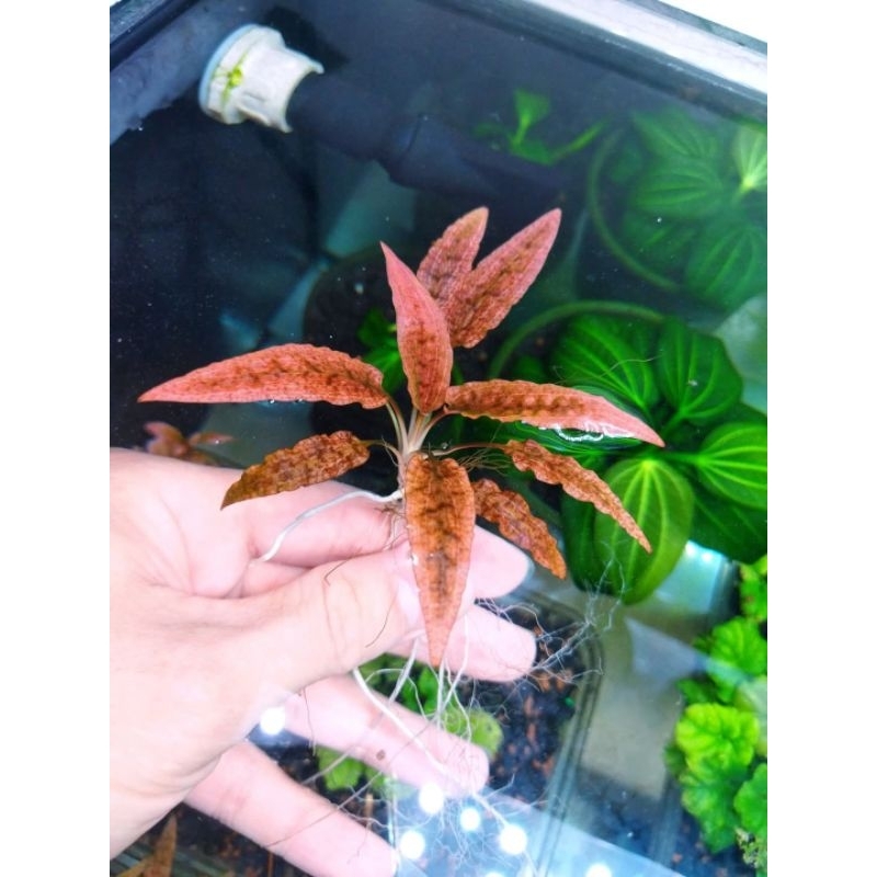 Tiêu thảo Red Metalic Indonesia