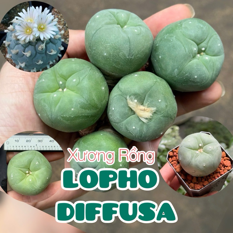 (Ảnh thực tế) 1 cây xương rồng Lopho Diffusa gieo hạt size 3cm-3,5cm đạt tuổi hoa