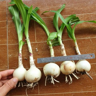 Củ trinh nữ hoàng cung combo 10 củ