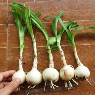 Củ trinh nữ hoàng cung combo 10 củ