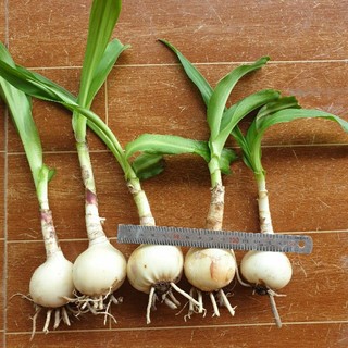 Củ trinh nữ hoàng cung combo 10 củ