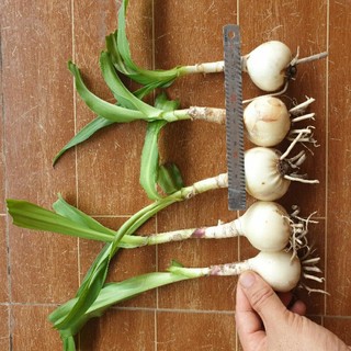 Củ trinh nữ hoàng cung combo 10 củ