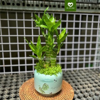 Cây Phát Tài Khúc 3 thân, Trúc Phát Tài 3 thân, Cây Xanh Phong Thủy để bàn (Mẫu chậu ngẫu nhiên)