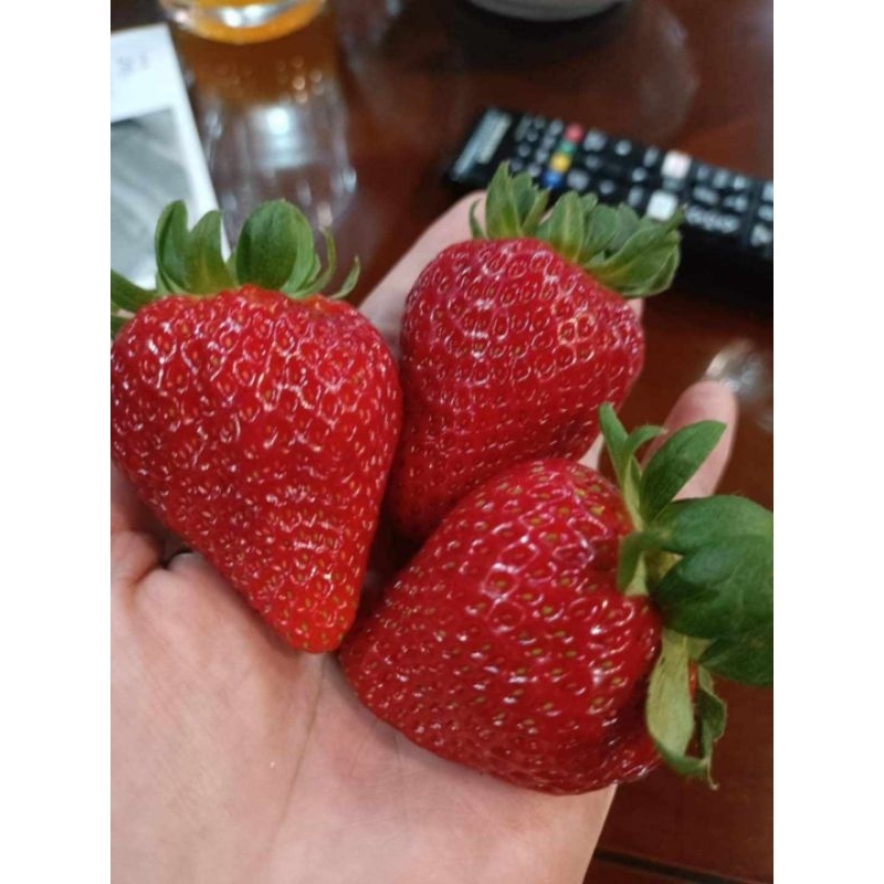 10 cây giống mô vỉ Dâu tây (ib chọn giống)