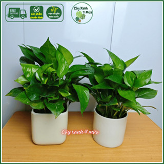 Cây trầu bà xanh lọc không khi hút mùi kèm chậu sứ cao 25-30cm