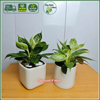 Cây đế vương kim cương để bàn kèm chậu sứ cao 20-30 cm