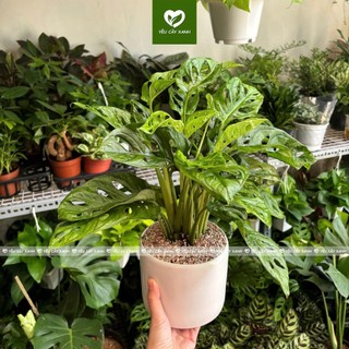 Cây Trầu Bà Lỗ để bàn - Monstera obliqua Cây Xanh Dễ Chăm Sóc