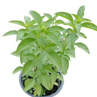 Hạt Giống Rau Thơm sả (É Trắng) Nhanh Thu Hoạch, Trồng Quanh Năm (Gói 5 gam ~ 2000 hạt)