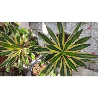 Agave Lophantha Quadricolor - vàng xanh