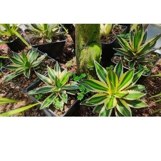 Agave Lophantha Quadricolor - vàng xanh