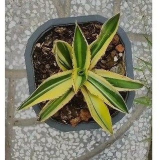 Agave Lophantha Quadricolor - vàng xanh