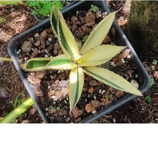 Agave Lophantha Quadricolor - vàng xanh