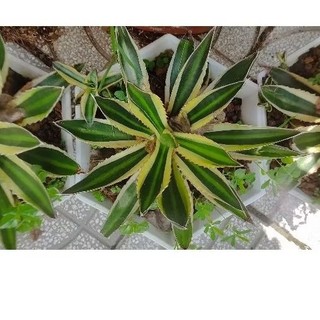 Agave Lophantha Quadricolor - vàng xanh