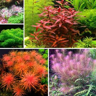   Hà Nội  Cây thủy sinh cắt cắm dễ trồng không cần CO2 cho bể cá cảnh bể thủy sinh - 1 bó lá cạn 