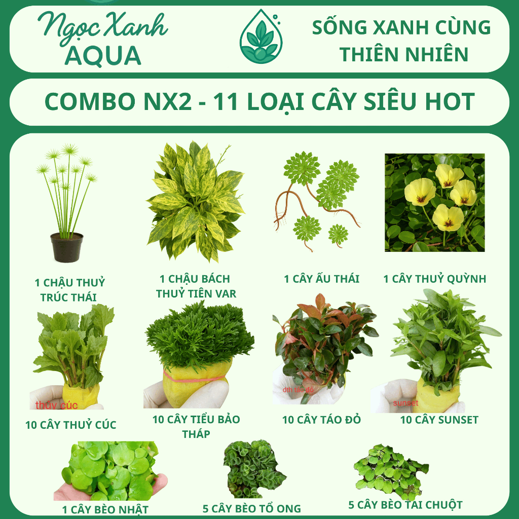 🎋 [COMBO NX2] Bộ 11 Loại Cây Thủy Sinh Đẹp - Dễ Trồng - Trang Trí Hồ Cá Ngoài Trời | Ngọc Xanh AQUA
