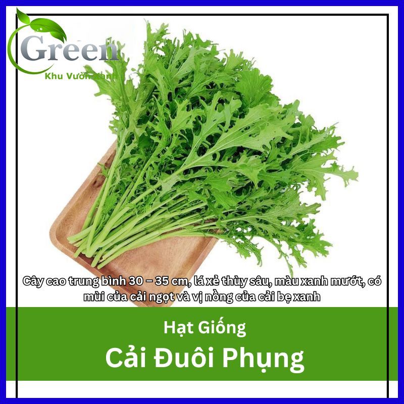 Hạt Giống Cải Đuôi Phụng (Cải Mizuna, Rau Mù Tạt) Dễ Trồng, Nhanh Thu Hoạch