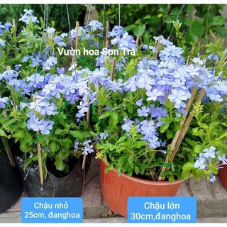 (VHST giao trong ngày) CÂY HOA THANH XÀ Thái, đang hoa.