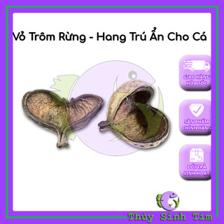 Vỏ Trôm Rừng - Hang Trú Ẩn Cho Cá Cảnh