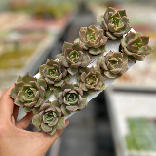  sen đá Đế Vương Hồng THUANPHAT GARDEN size mini 2-3cm 