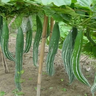 Hạt Giống Lặc Lày Xanh Dễ Trồng Và Chăm Sóc