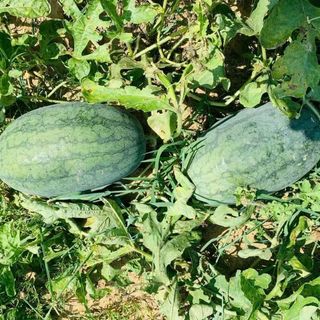 Hạt Giống Dưa Hấu Trái Dài Vỏ Mỏng, Độ Ngọt Cao