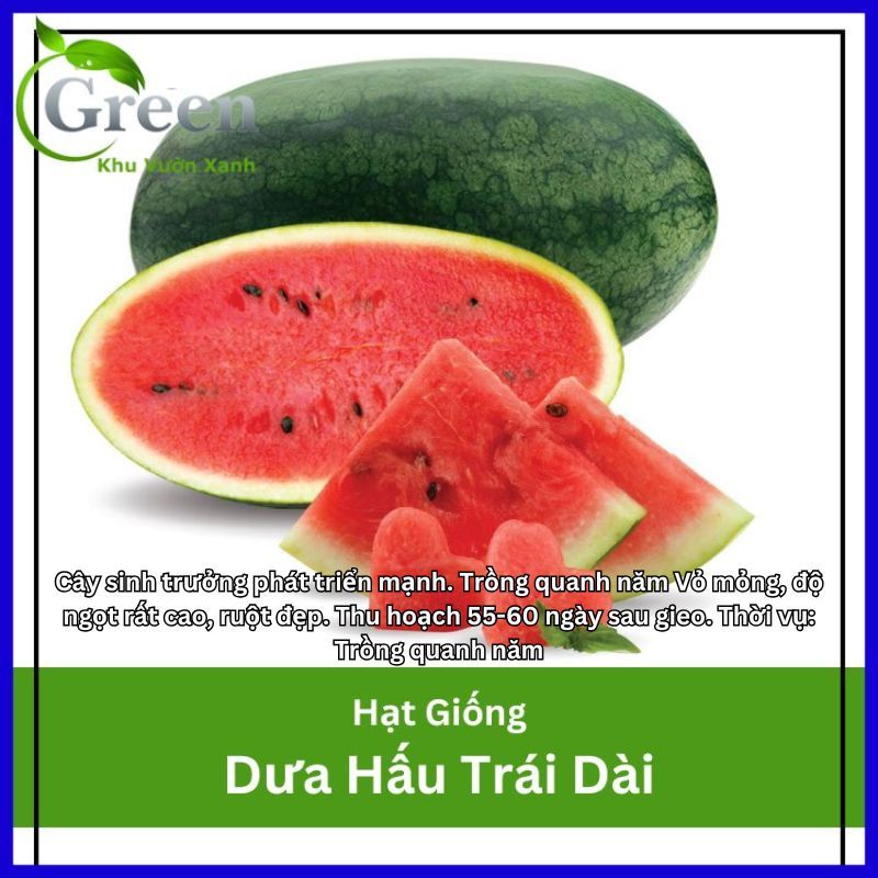 Hạt Giống Dưa Hấu Trái Dài Vỏ Mỏng, Độ Ngọt Cao