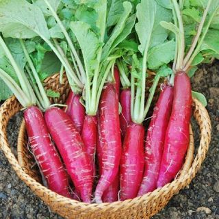 Hạt Giống Củ Cải Đỏ Dài Chắc Thịt, Dễ Trồng, Nhanh Thu Hoạch
