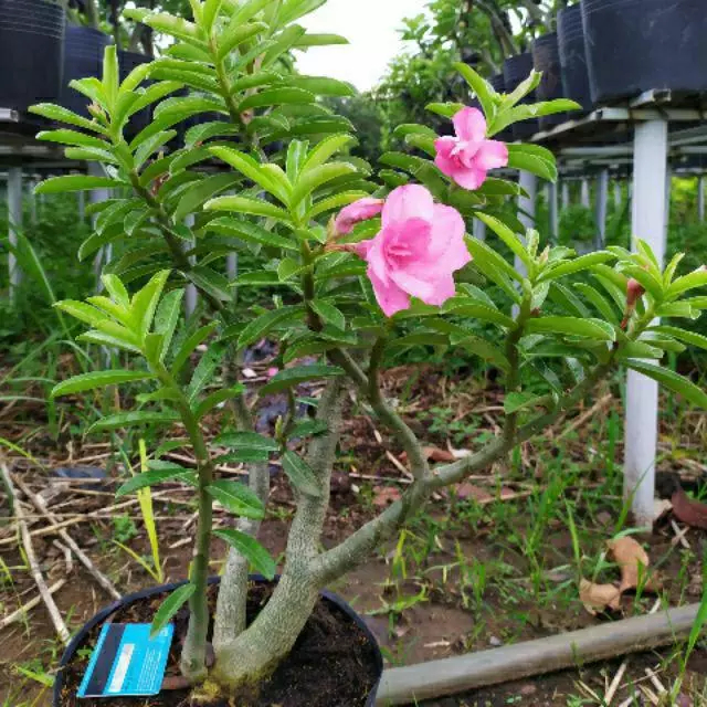 Cây Hoa Sứ Kỳ Duyên dễ trồng hoa đẹp