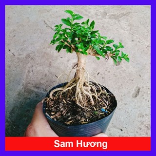  Cây Sam Hương - chậu cây cảnh mini bonsai để bàn 