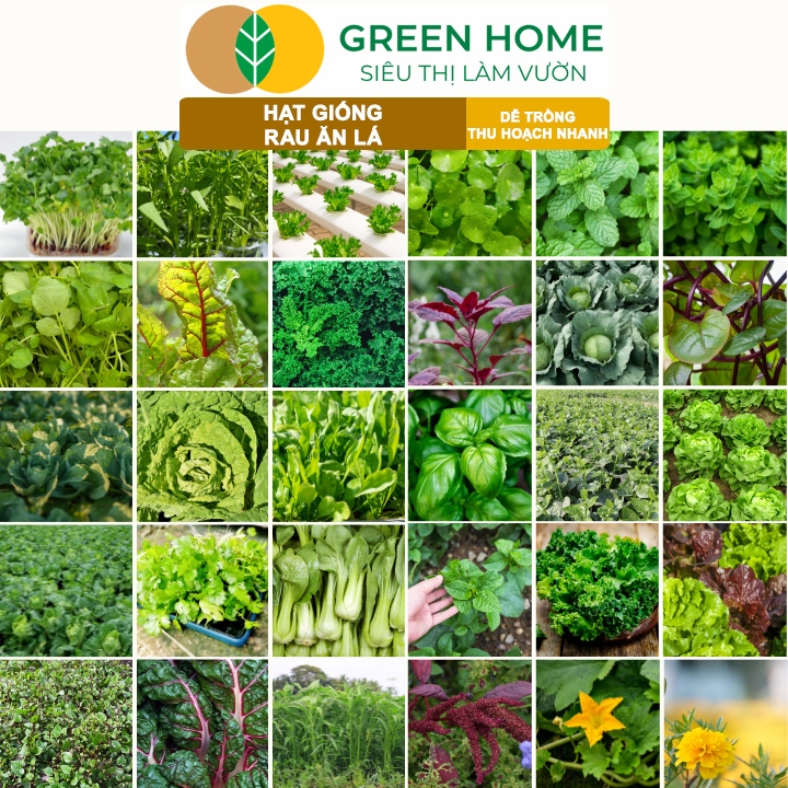 Hạt Giống Rau GreenHome, Ăn Lá, Nhiều Loại, Trồng Chậu, Dễ Trồng, Trồng Quanh Năm, Năng Suất Cao