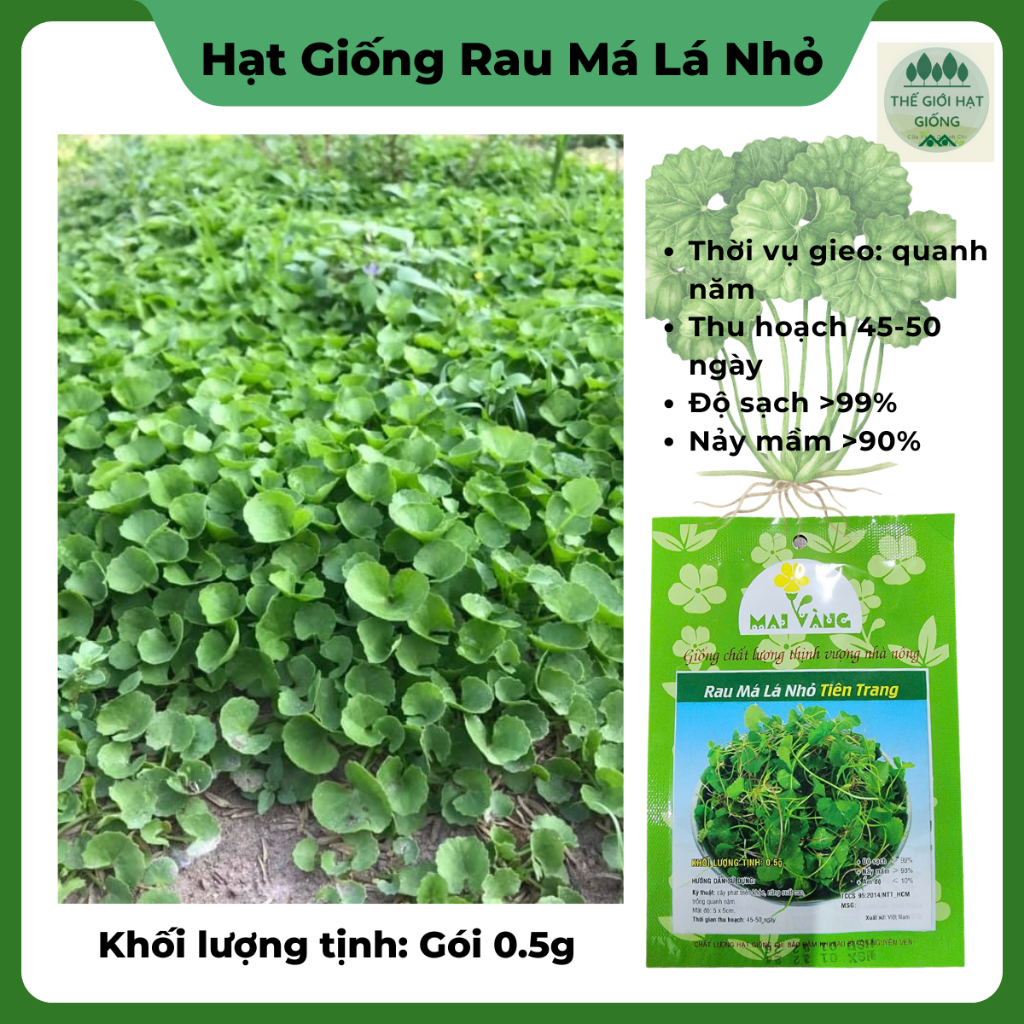 Hạt giống rau má lá nhỏ