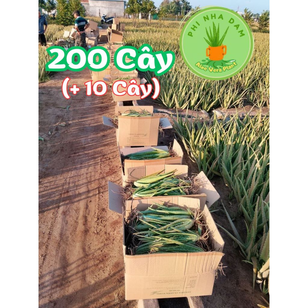 Combo 200 Cây Nha Đam Giống Thái, Aloe Vera Cao 20Cm-30cm – Tặng Kèm 10 Cây Nha Đam Năng Suất Cao
