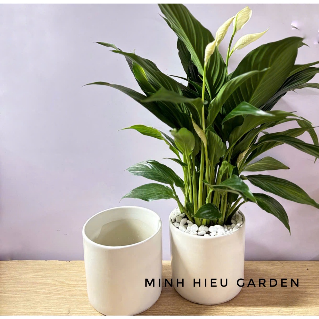 Chậu sứ trụ kèm cây lan ý trang trí nội thất