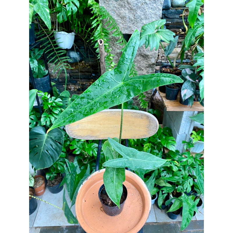 Plant Alocasia Longiloba Small Leaf  tablesize bigsize organic plant care indoor plant Xanh Mướt Sai