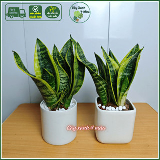 ( ship hoả tốc HN) Lưỡi hổ viên vàng kèm chậu sứ mẫu Cao 25-30cm