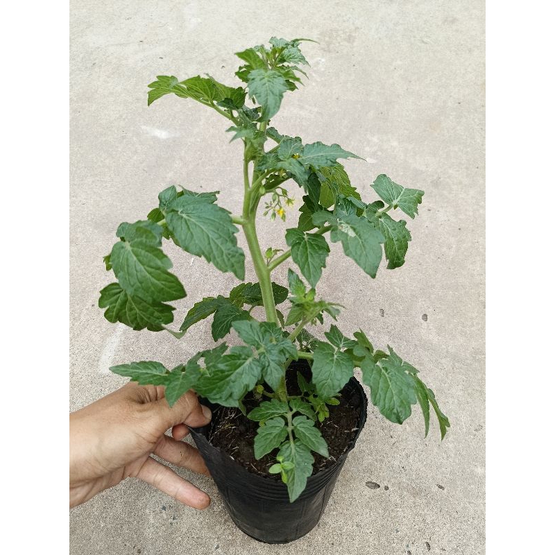 Chậu cây cà chua bi lùn, chery anh đào lùn tại vườn cây giống Tintin Nguyễn, ảnh chụp thật, chỉ giao