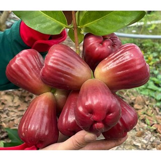 cây giống Mận hồng ST, Dalhari, mận An Phước