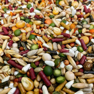  Ngũ cốc KQ Boxing cho gà nuôi chế độ đá với đầy đủ chất dinh dưỡng 