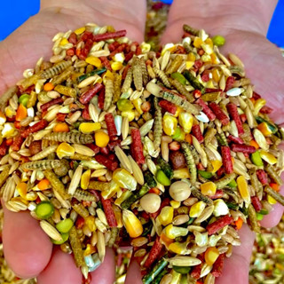 Ngũ cốc KQ mix sâu canxi đầy đủ dinh dưỡng cho gà chọi, gà tre, gà nòi