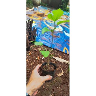 Cây Giống Dâu Tằm - Loại Siêu quả - Trồng làm cây cảnh Bonsai - Cây Dâu Tằm Ăn