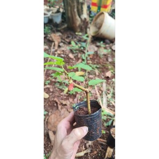 Cây Giống Dâu Tằm - Loại Siêu quả - Trồng làm cây cảnh Bonsai - Cây Dâu Tằm Ăn