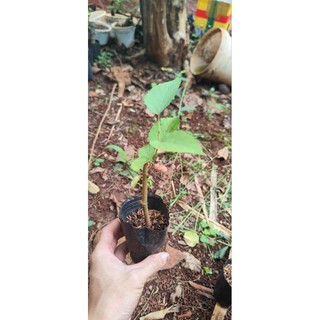 Cây Giống Dâu Tằm - Loại Siêu quả - Trồng làm cây cảnh Bonsai - Cây Dâu Tằm Ăn