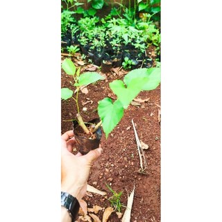 Cây Giống Dâu Tằm - Loại Siêu quả - Trồng làm cây cảnh Bonsai - Cây Dâu Tằm Ăn