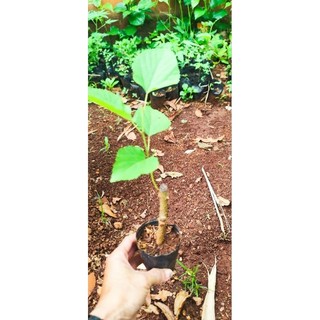 Cây Giống Dâu Tằm - Loại Siêu quả - Trồng làm cây cảnh Bonsai - Cây Dâu Tằm Ăn
