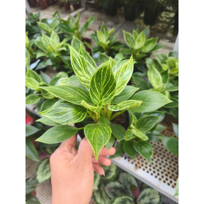 Trầu bà đế vương kim cương - Philodendron Birkin