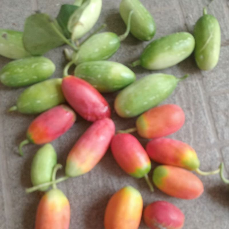 Trái Bình Bát Dây tươi 1kg