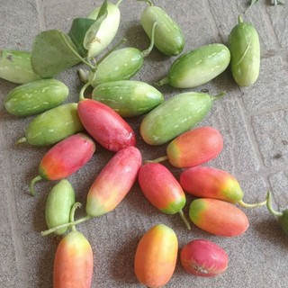 Trái Bình Bát Dây tươi 1kg
