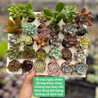 combo 30 cây sen đá random THUANPHAT GARDEN size mini 2-3cm