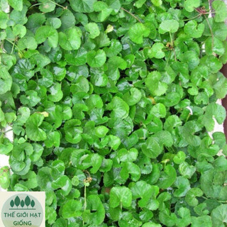 Hạt giống rau má lá nhỏ