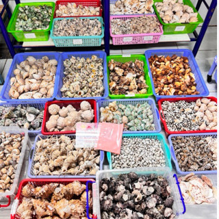 [ VỎ ỐC 100gram GIÁ RẺ ]mix nhiều size và nhiều mẫu.